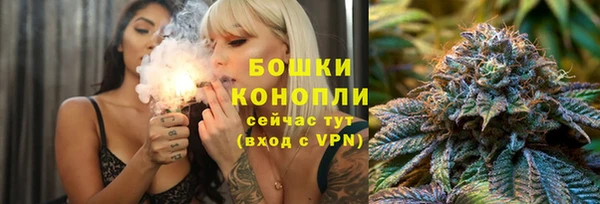 индика Ельня